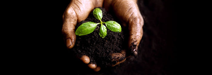 hands_plant_j0402208_wide